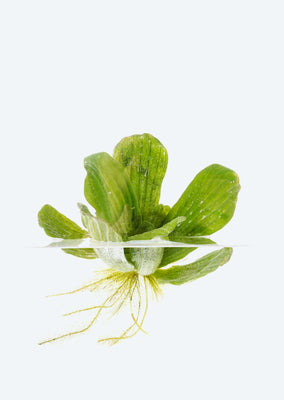 Water Lettuce