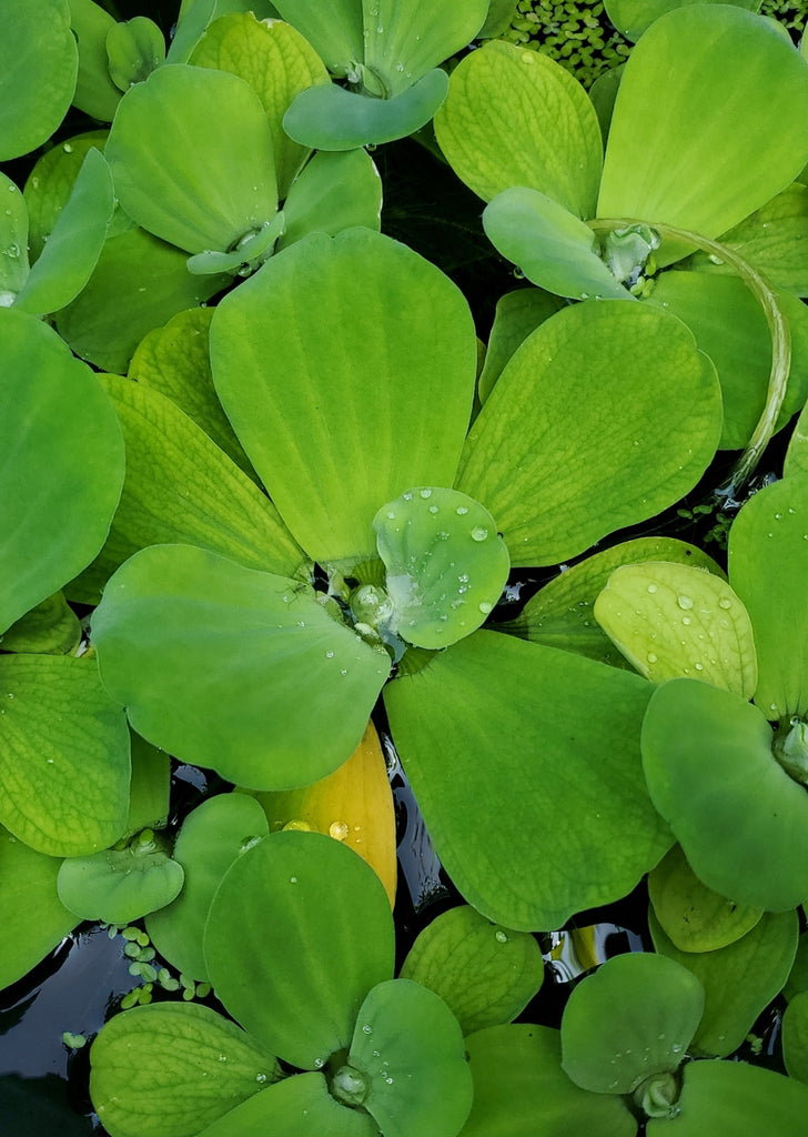 Water Lettuce