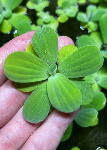Water Lettuce