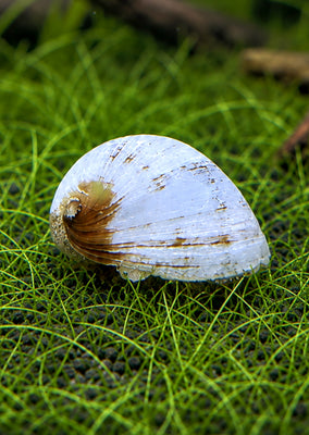 White Helmet Snail