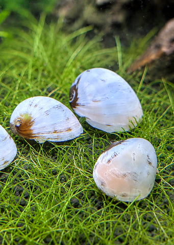 White Helmet Snail