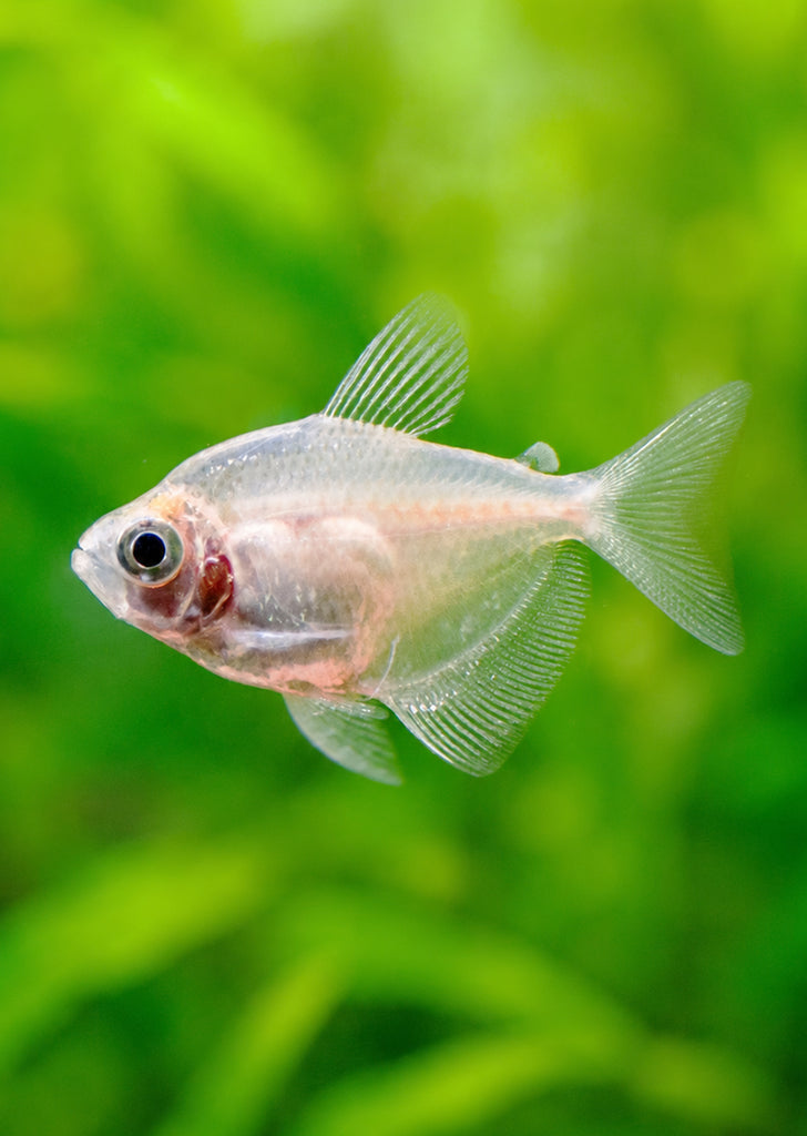 White Skirt Tetra
