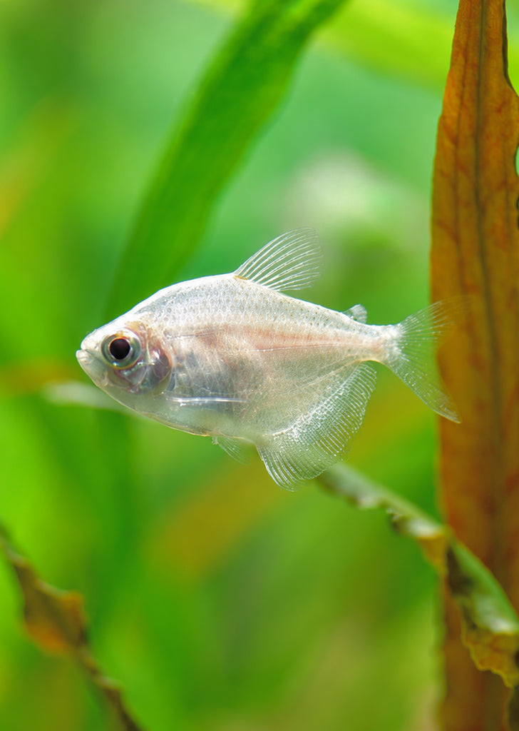 White Skirt Tetra