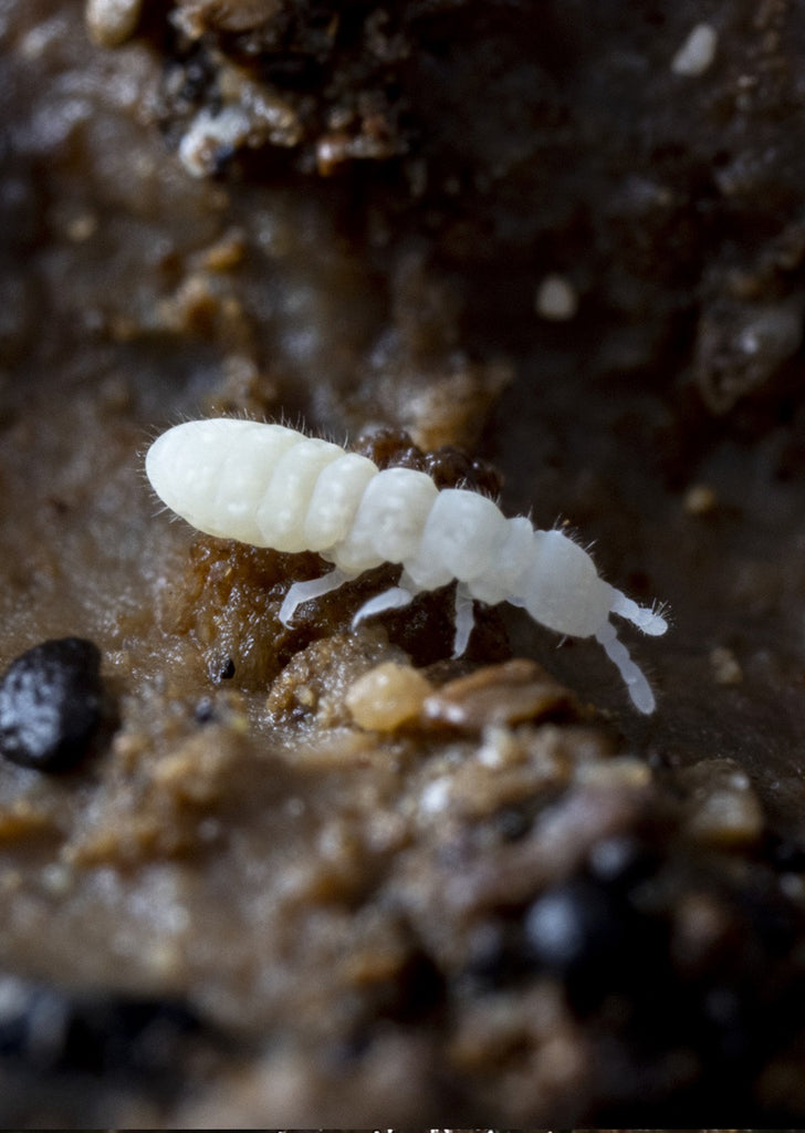 Live White Springtail Culture
