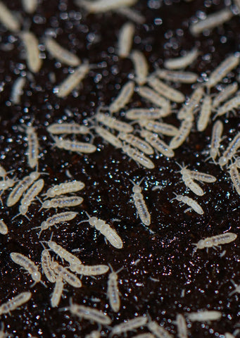 Live White Springtail Culture