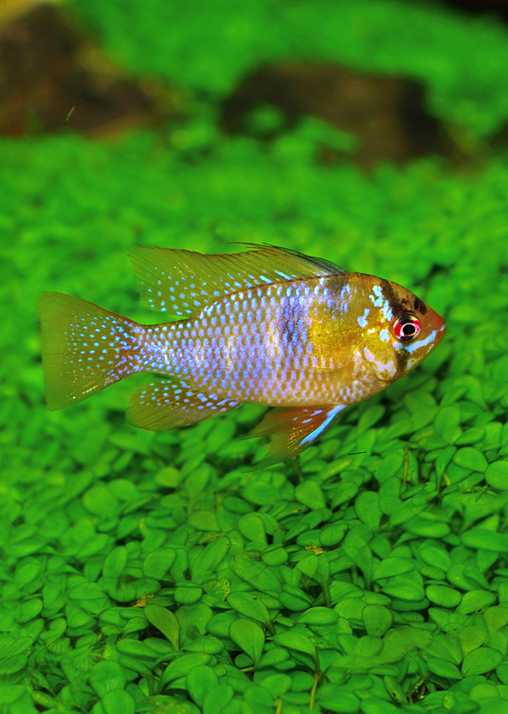 Wild X Gold Ram