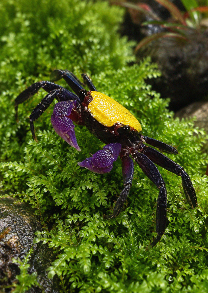 Yellow Carnaval Crab