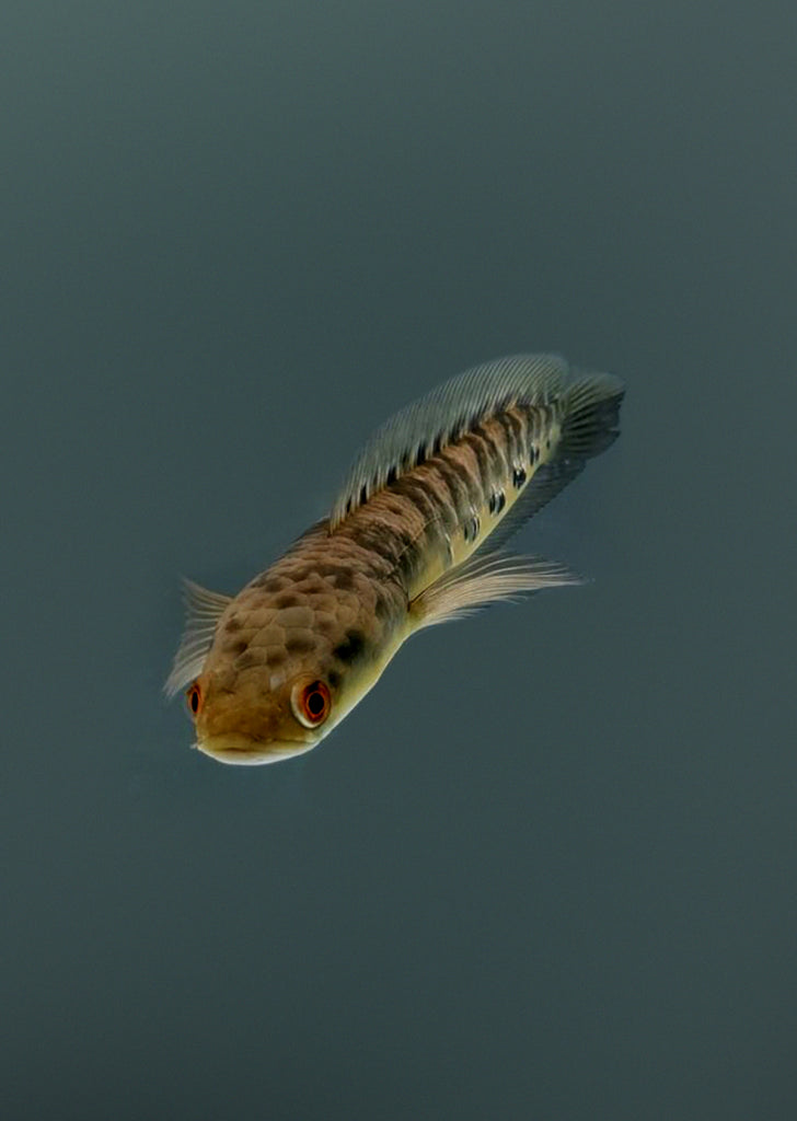 Yellow Emperor Snakehead