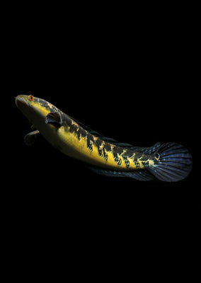 Yellow Emperor Snakehead