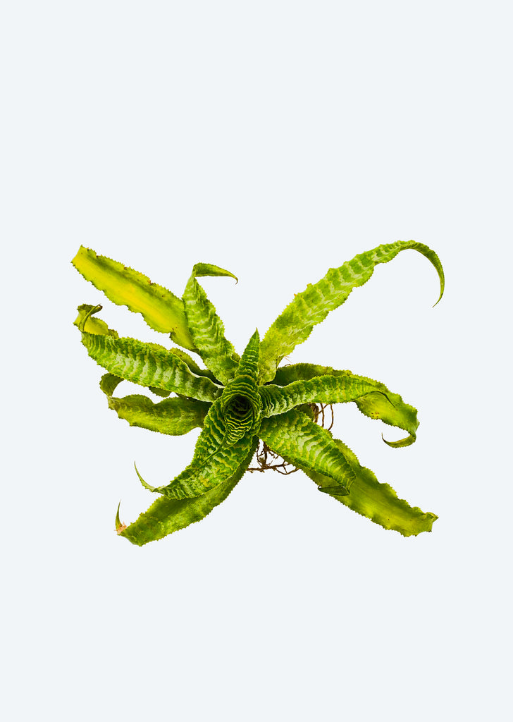 Cryptanthus White Lace
