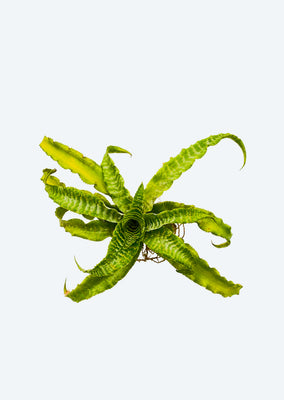Cryptanthus White Lace