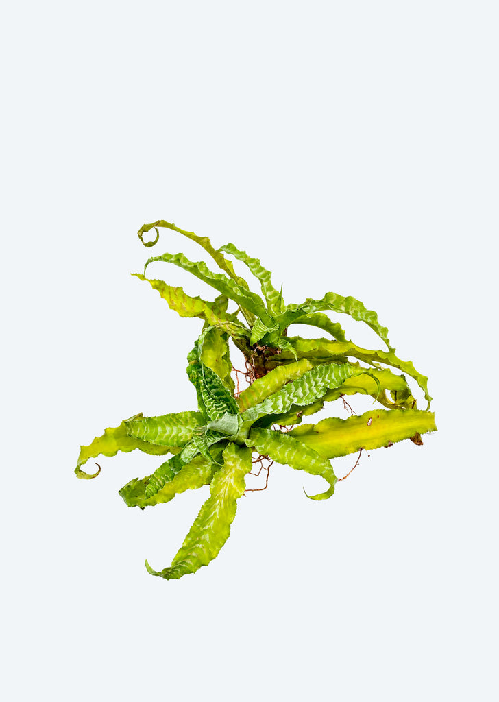 Cryptanthus White Lace
