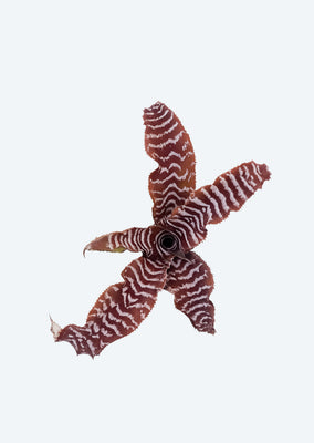 Cryptanthus Zonatus (Zebra Plant)