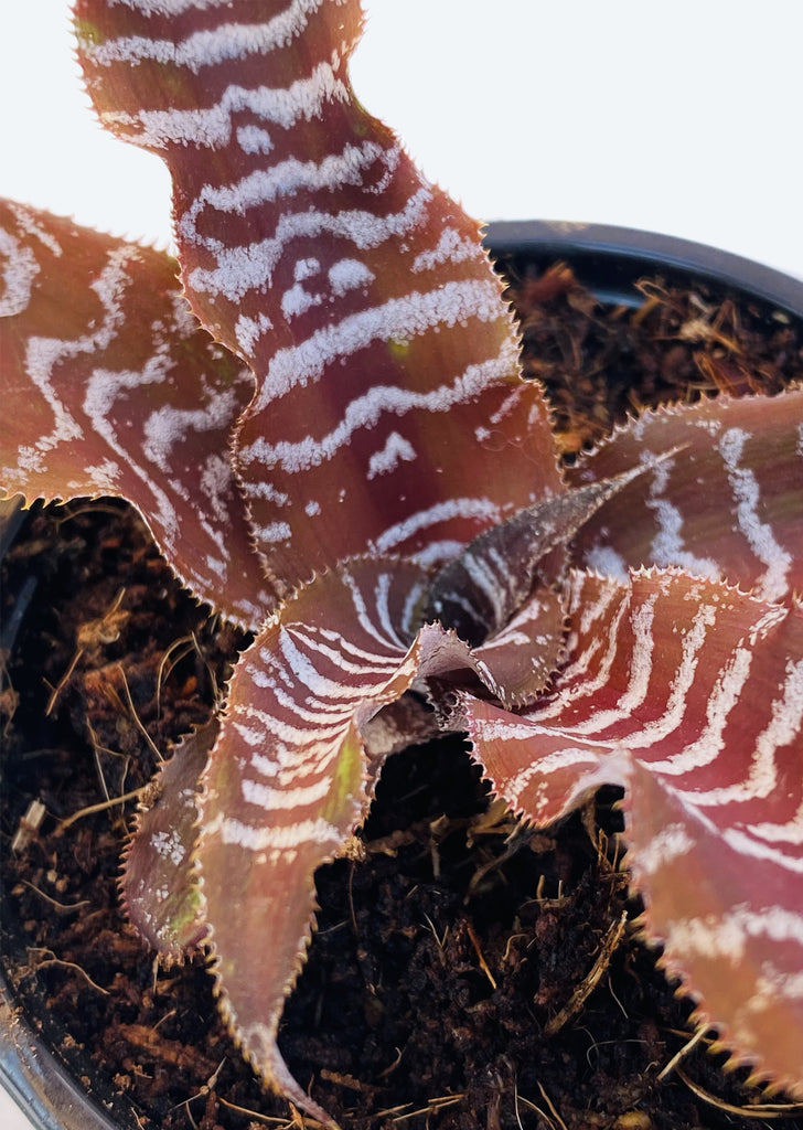 Cryptanthus Zonatus (Zebra Plant)