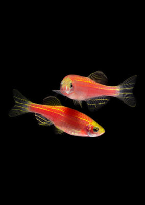 Zebra Red Danio