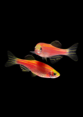 Zebra Red Danio