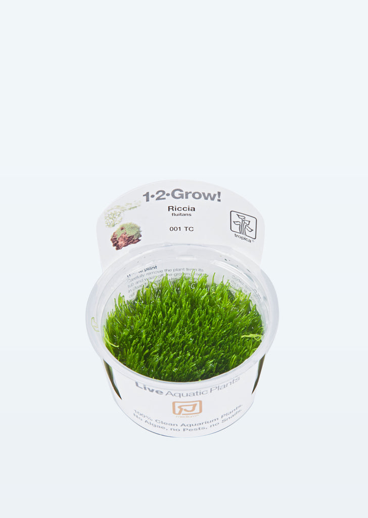 1-2-Grow! Riccia fluitans plant from Tropica products online in Dubai and Abu Dhabi UAE