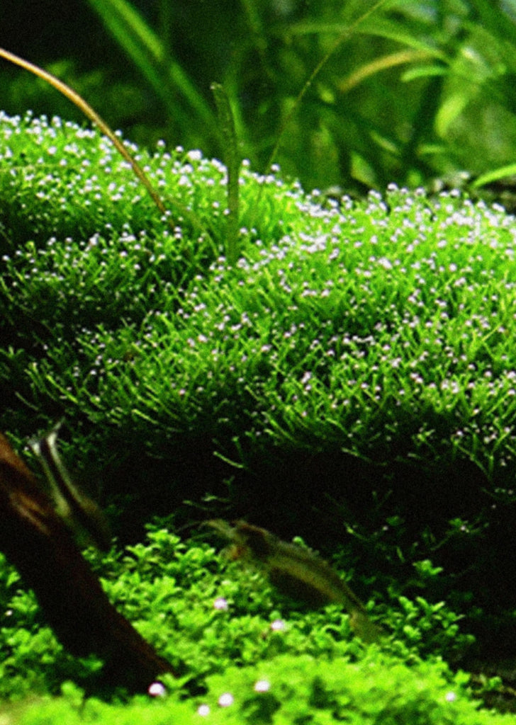 1-2-Grow! Riccia fluitans plant from Tropica products online in Dubai and Abu Dhabi UAE