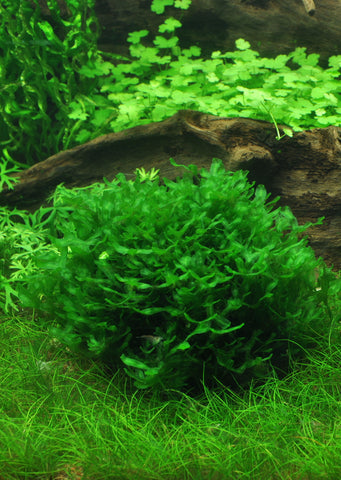 1-2-Grow! Monosolenium tenerum plant from Tropica products online in Dubai and Abu Dhabi UAE