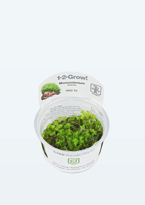 1-2-Grow! Monosolenium tenerum plant from Tropica products online in Dubai and Abu Dhabi UAE