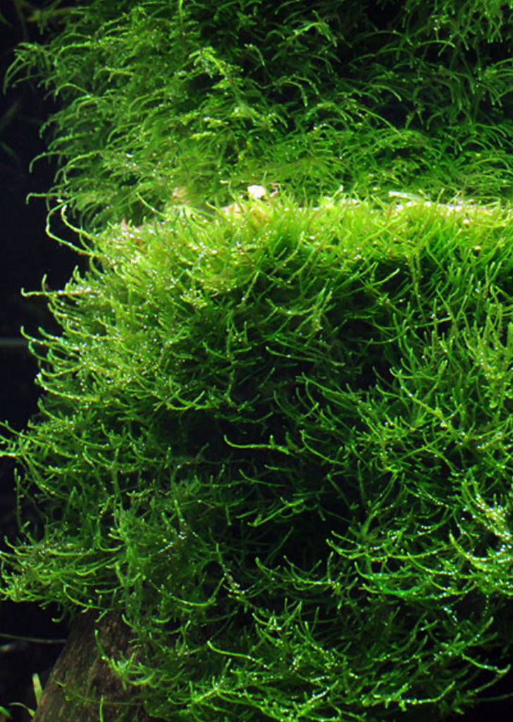 1-2-Grow! Taxiphyllum barbieri plant from Tropica products online in Dubai and Abu Dhabi UAE