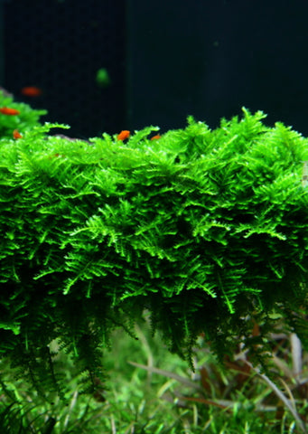 1-2-Grow! Vesicularia dubyana 'Christmas' plant from Tropica products online in Dubai and Abu Dhabi UAE