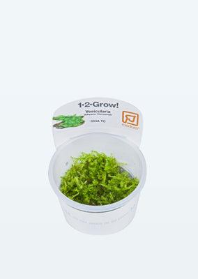 1-2-Grow! Vesicularia dubyana 'Christmas' plant from Tropica products online in Dubai and Abu Dhabi UAE