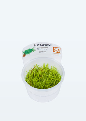 1-2-Grow! Vesicularia ferriei 'Weeping' plant from Tropica products online in Dubai and Abu Dhabi UAE