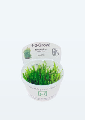 1-2-Grow! Taxiphyllum 'Taiwan moss' plant from Tropica products online in Dubai and Abu Dhabi UAE