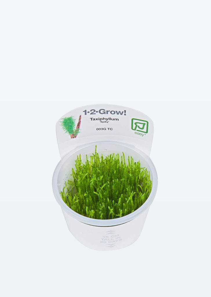 1-2-Grow! Taxiphyllum 'Spiky' plant from Tropica products online in Dubai and Abu Dhabi UAE
