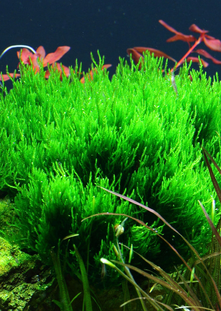 1-2-Grow! Taxiphyllum 'Flame' plant from Tropica products online in Dubai and Abu Dhabi UAE