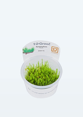 1-2-Grow! Taxiphyllum 'Flame' plant from Tropica products online in Dubai and Abu Dhabi UAE