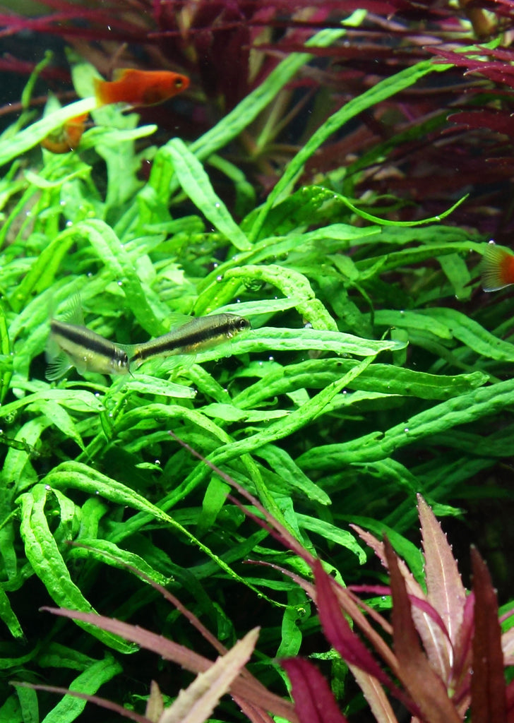Microsorum pteropus 'Trident' plant from Tropica products online in Dubai and Abu Dhabi UAE