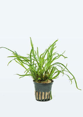 Microsorum pteropus 'Trident' plant from Tropica products online in Dubai and Abu Dhabi UAE