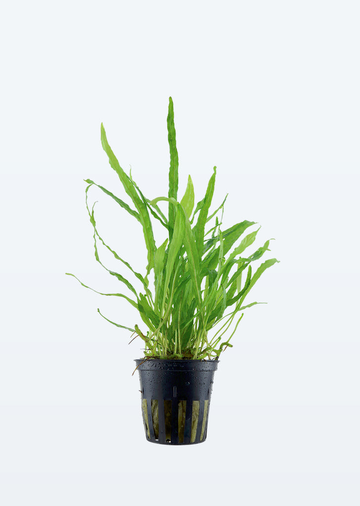 Microsorum pteropus 'Narrow' plant from Tropica products online in Dubai and Abu Dhabi UAE