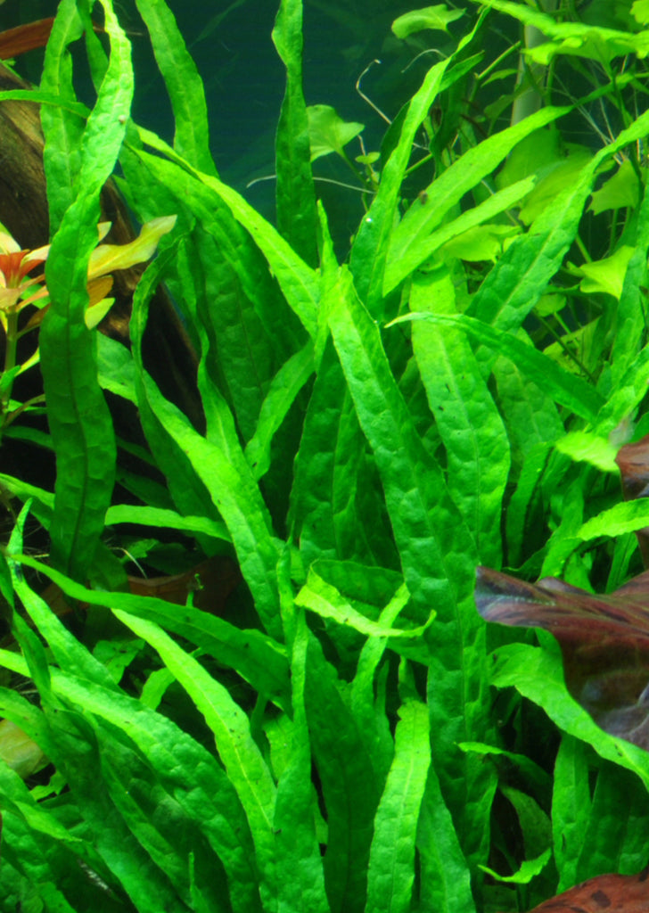 Microsorum pteropus 'Narrow' plant from Tropica products online in Dubai and Abu Dhabi UAE