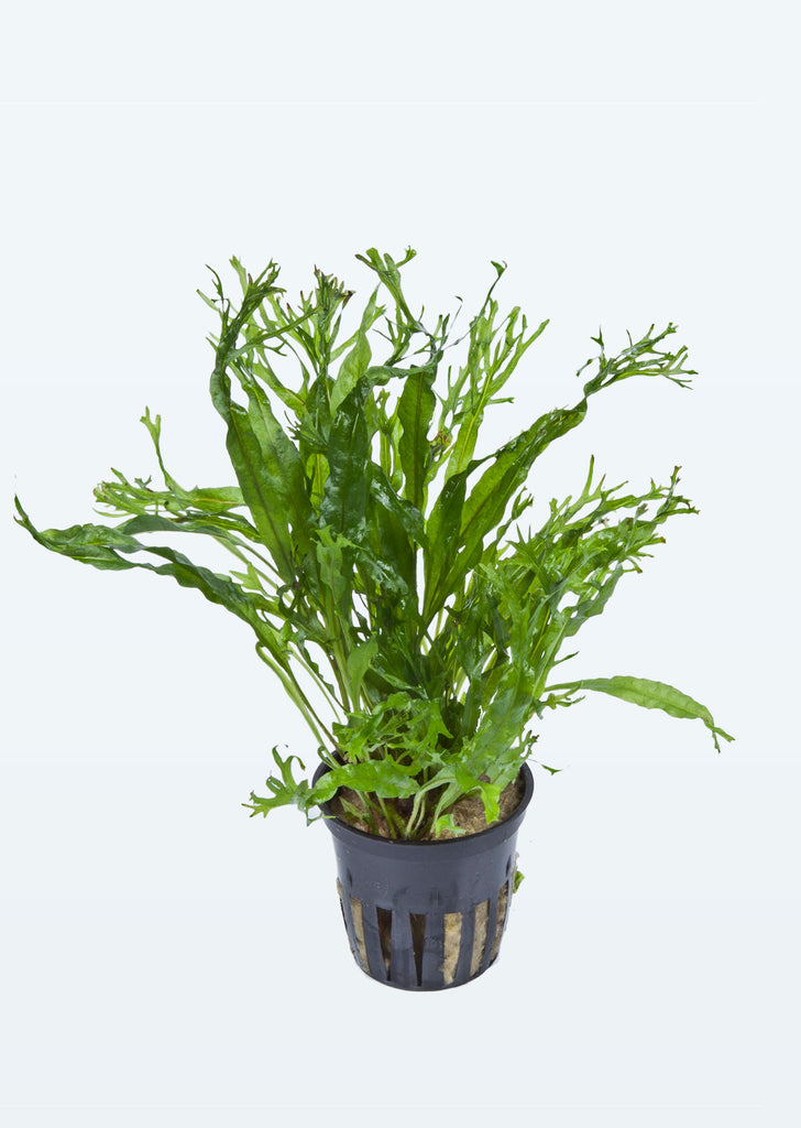 Microsorum pteropus 'Windeløv' plant from Tropica products online in Dubai and Abu Dhabi UAE