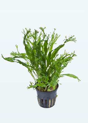 Microsorum pteropus 'Windeløv' plant from Tropica products online in Dubai and Abu Dhabi UAE