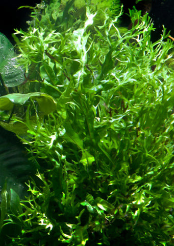 Microsorum pteropus 'Windeløv' plant from Tropica products online in Dubai and Abu Dhabi UAE