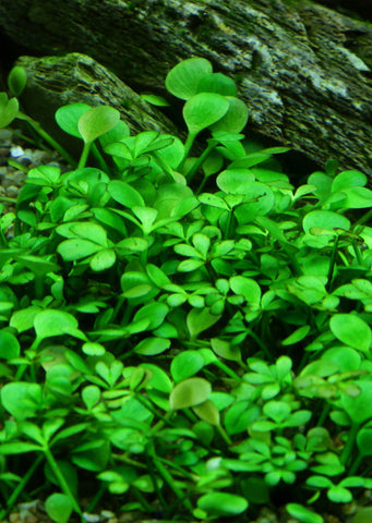 1-2-Grow! Marsilea hirsuta plant from Tropica products online in Dubai and Abu Dhabi UAE