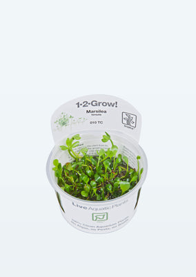 1-2-Grow! Marsilea hirsuta plant from Tropica products online in Dubai and Abu Dhabi UAE