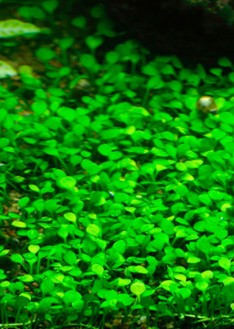 1-2-Grow! Marsilea crenata plant from Tropica products online in Dubai and Abu Dhabi UAE