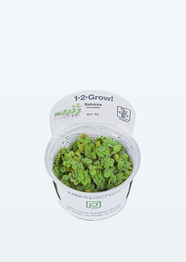 1-2-Grow! Salvinia auriculata plant from Tropica products online in Dubai and Abu Dhabi UAE