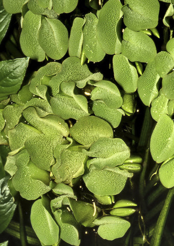 1-2-Grow! Salvinia minima