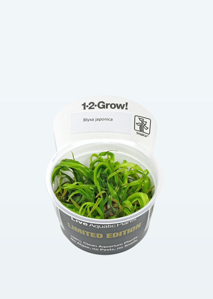 Limited Edition - 1-2-Grow! Blyxa japonica plant from Tropica products online in Dubai and Abu Dhabi UAE