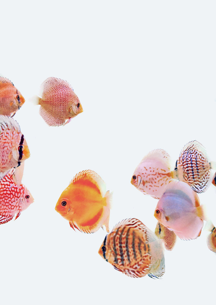 Stendker 10+1 Discus Fish Bundle