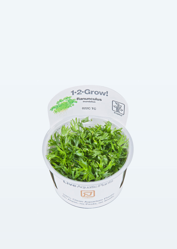 1-2-Grow! Ranunculus inundatus plant from Tropica products online in Dubai and Abu Dhabi UAE