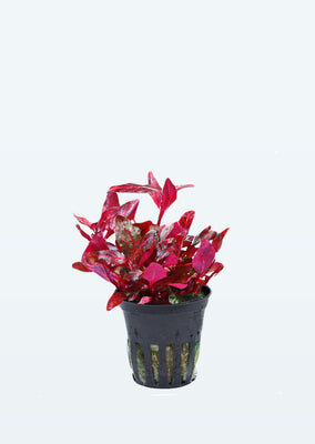 Alternanthera reineckii 'Rosanervig' plant from Tropica products online in Dubai and Abu Dhabi UAE