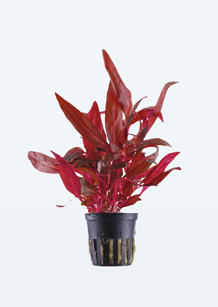 Alternanthera reineckii 'Pink' plant from Tropica products online in Dubai and Abu Dhabi UAE