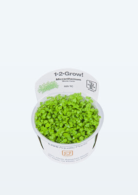 1-2-Grow! Micranthemum 'Monte Carlo' plant from Tropica products online in Dubai and Abu Dhabi UAE